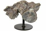Fossil Phytosaur Sacral Vertebra - Arizona #145705-1